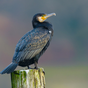 🔥 Peter 🌍✊anti-fascist