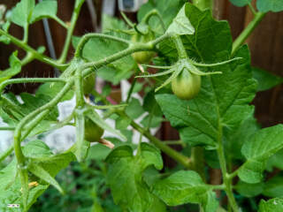 View Photo tomate1-20250705-01.jpg