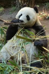 View Photo dampf-panda.png