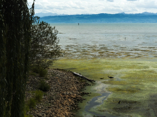 2026-09/260907-fn-bodensee